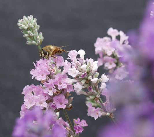 Lavendula Angustifolia Melissa   Local Pick Up Only