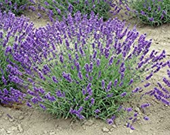 Lavandula angustifolia 'Royal Velvet'  3.5" container Local Pickup only