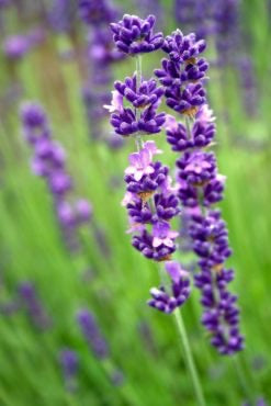 Local Pickup Only - Lavandula angustifolias 'Royal Velvet'