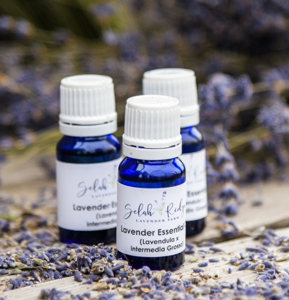 Grosso Lavender Essential Oil Lavendula x. Intermedia