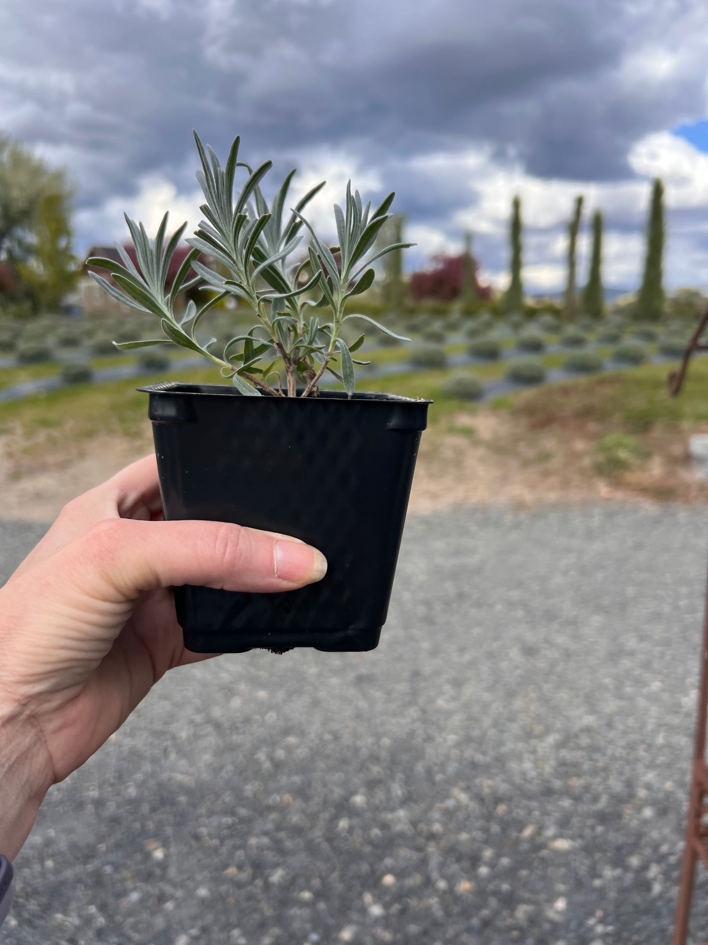 'Edelweiss'  Lavendin White Lavender (Lavendula) Local Pick up only.