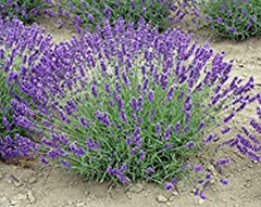 Royal Velvet English Lavender (Lavendula angustifolia) Local Pick up only 3.5" container
