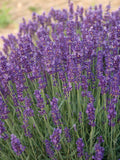 Lavender Angustifolia  Hidcote Local Pick Up Only